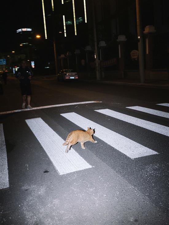 2020年10月，上海北外滩，正在独自过马路的猫。